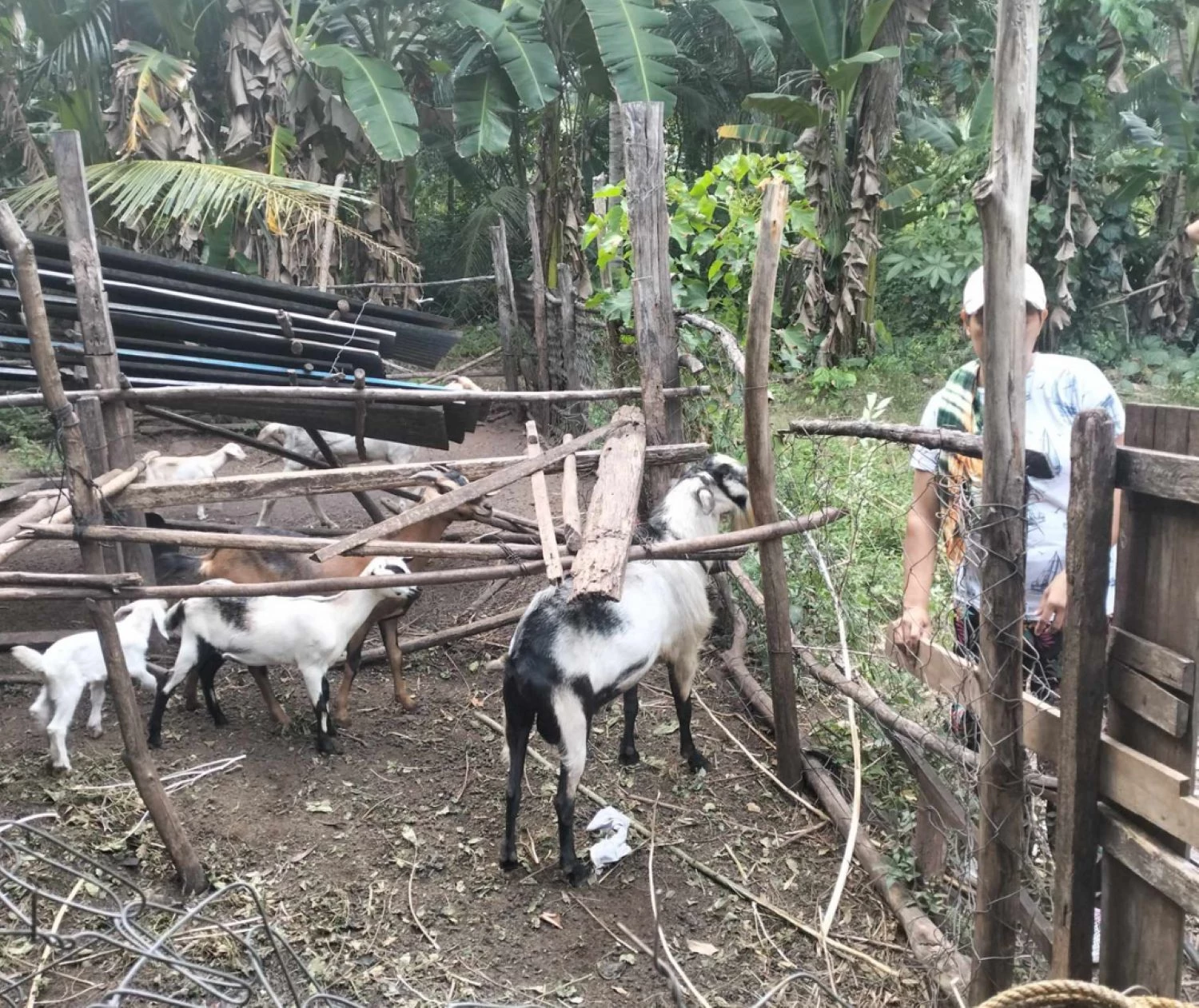 Community Visitation and Farmer’s Goat Dispersal Project Visitation in Sitio Baa